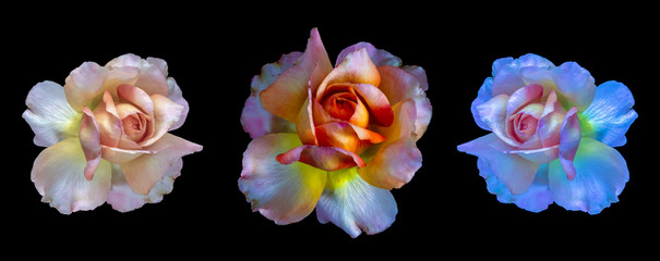 Obrazy na Szkle  trzy surrealistyczne vintage kwiaty róży na czarnym tle, kolorowe dzieła sztuki martwa natura kwiatowy makro kwiat portret kolaż/zestaw/grupa izolowanych kwiatów ze szczegółową teksturą w stylu malarstwa