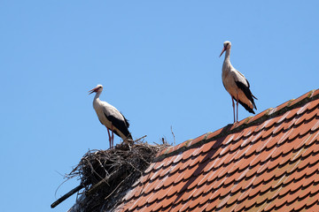 White Stork and nest on top of refurbished wooden houses in European stork village Cigoc, Croatia 