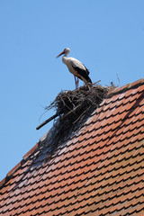 White Stork and nest on top of refurbished wooden houses in European stork village Cigoc, Croatia 