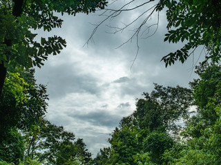 Tree on blue sky in Ramkhamhaeng National Park,Sukhothai province Thailand