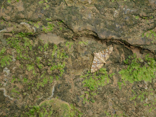 Forest butterfly in on the stone in Khao Luang mountain in Ramkhamhaeng National Park,Sukhothai province Thailand