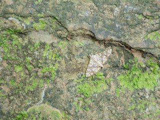 Obraz premium Forest butterfly in on the stone in Khao Luang mountain in Ramkhamhaeng National Park,Sukhothai province Thailand