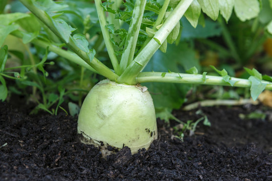 Close up of large radish in garden.