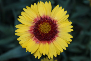 orange yellow flowers