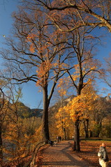 beautiful old park with golden-yellow autumnal (fall) foliage on big trees, wonderful sunlight, few peopel walk