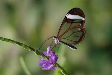 butterfly in nature - Siproeta stelenes (malachite) - © hanohiki