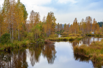 Fototapeta na wymiar Autumn beautiful forest on the banks of the pond background