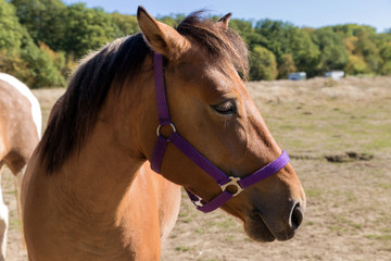 Obraz premium head of a Bay horse in profile