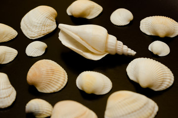 Beautiful varied seashells on a black background, texture