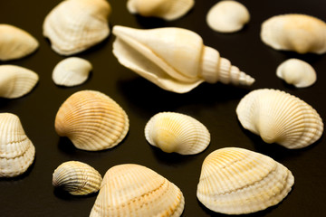 Beautiful varied seashells on a black background, texture