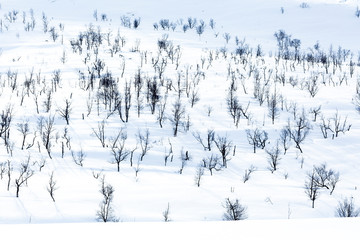 Fototapeta na wymiar Skibotn, Norway. Bare trees dotting a snowy landscape.