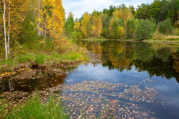 Autumn beautiful forest on the banks of the pond background