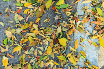 background texture colorful leaves in the road