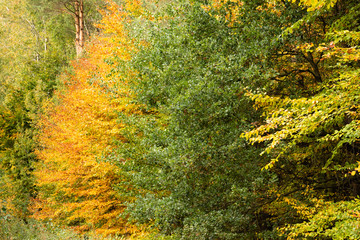 Jesienne drzewa © Agnieszka Witczak
