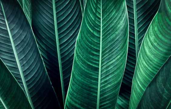 Fototapeta zielony liść tekstury tło