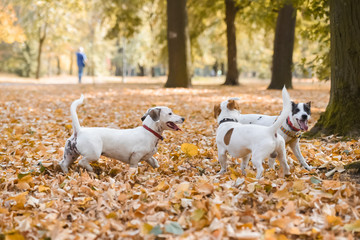 Three Jack Russell's playing outside