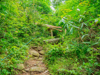 Forest walkway to the top of the Khao Luang mountain in Ramkhamhaeng National Park,Sukhothai province Thailand