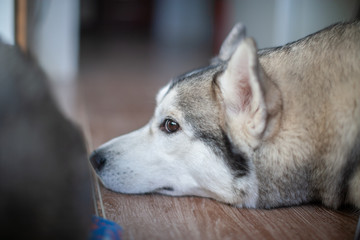Husky head. dog face