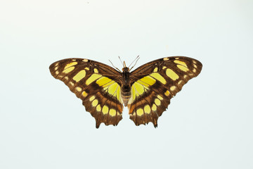 butterfly in nature - Siproeta stelenes (malachite) -