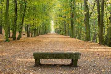 Beech avenue without people in the autumn