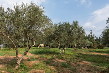 A white horse grazes among the olive trees