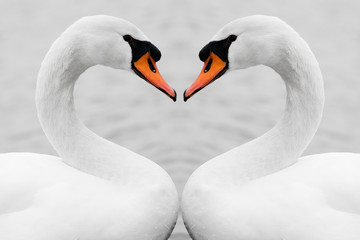 Obraz premium true love of swans