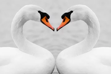 Crédence de cuisine en verre imprimé Cygne true love of swans