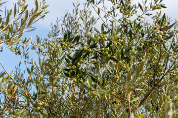 olive tree branches with fruits