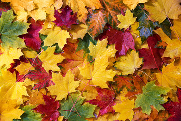 Naklejka na ściany i meble Wet colored autumn maple leaves. Top view