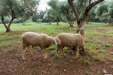 Obraz premium two sheep graze in an olive grove