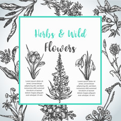 Background with Hand drawn herbs and wild flowers Vintage collection of Plants Floral invitation Vector illustrations in sketch