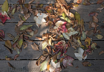 colorful autumn leaves on brown wooden planks