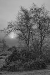 An artistic image of a cluster of silver birch trees, bare of leaves rising out of the frost covered gorse in the dawn mist with the white ball of the sun breaking though the fog