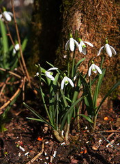 Snowdrops plants and flowers growing beside tree