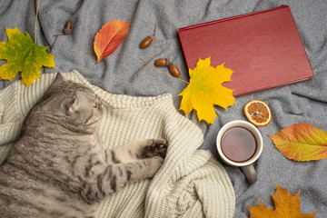A lazy cat sleeps on a soft woolen sweater around yellow leaves, a book, and hot tea. Concept of...