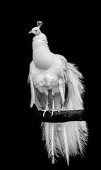 A white leucistic peacock perched on a branch with black background © paulacobleigh