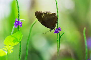 Closeup black butterfly on nature flower with copy space