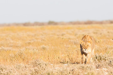 Etosha National Park, Namibia. Female lion (panthera leo) stalks a herd of zebra, using the photographer's car as cover.