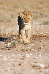 Etosha National Park, Namibia. A female lion (panthera leo) stalks a herd of zebra, using the photographer's car as cover.