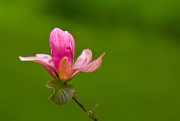 Fototapeta premium Single pink magnolia flower blooming in the forest