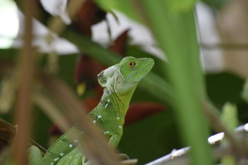Basilisco