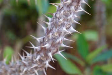 tree trunk with spikes / thorns for protection