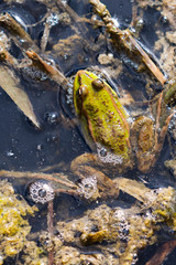 Rainham Marsh RSPB reserve, London, UK. Common frog (Rana temporaria) viewed from above.