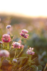 clover plant on the field illuminated by the sun