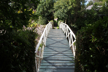 Fototapeta premium Bridge over the bamboo forest West Cork