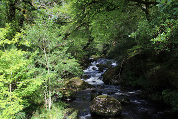 Stream through the bushes on the Cork Kerry mountains