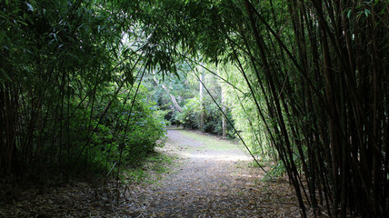 Trail through the bamboo forest