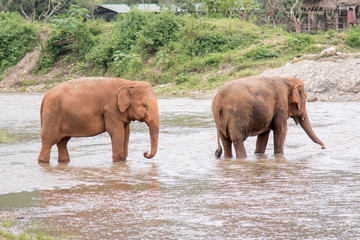 Fototapeta na wymiar 2 elephants walking through the water in a an elephant rescue and rehabilitation center in Northern Thailand - Asia