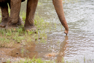 Close-up of feet and trunk of a Asia Elephant near the water in a an elephant rescue and rehabilitation center in Northern Thailand - Asia