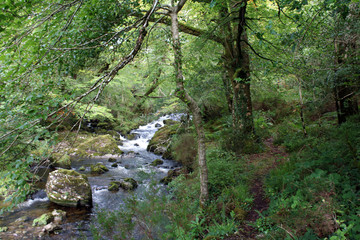 Stream through the bushes on the Cork Kerry mountains